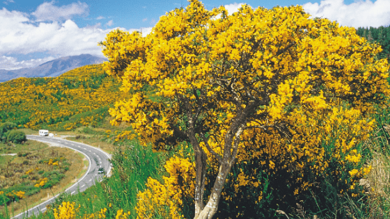 Josephine Anselin runs New Zealand